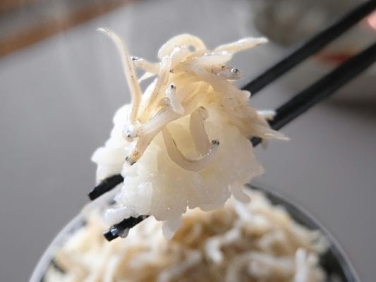山梨罐詰の静岡釜揚しらす缶詰のしらすとご飯を箸で持ち上げている。