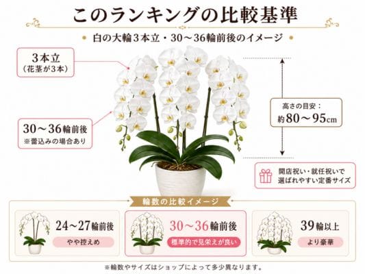 白の大輪胡蝶蘭3本立・30~36輪前後の比較基準を示す図解